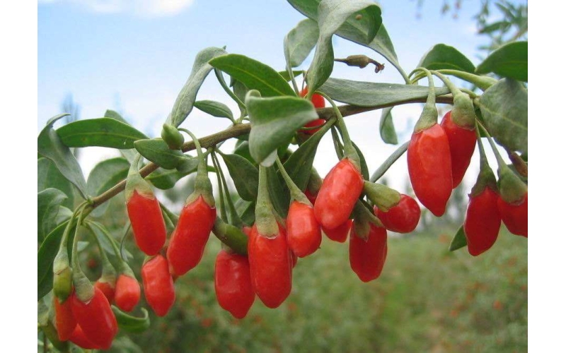 枸杞的分類(lèi)，什么是枸杞原漿？